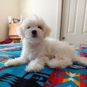 Meet your Posher, Nena mar azul